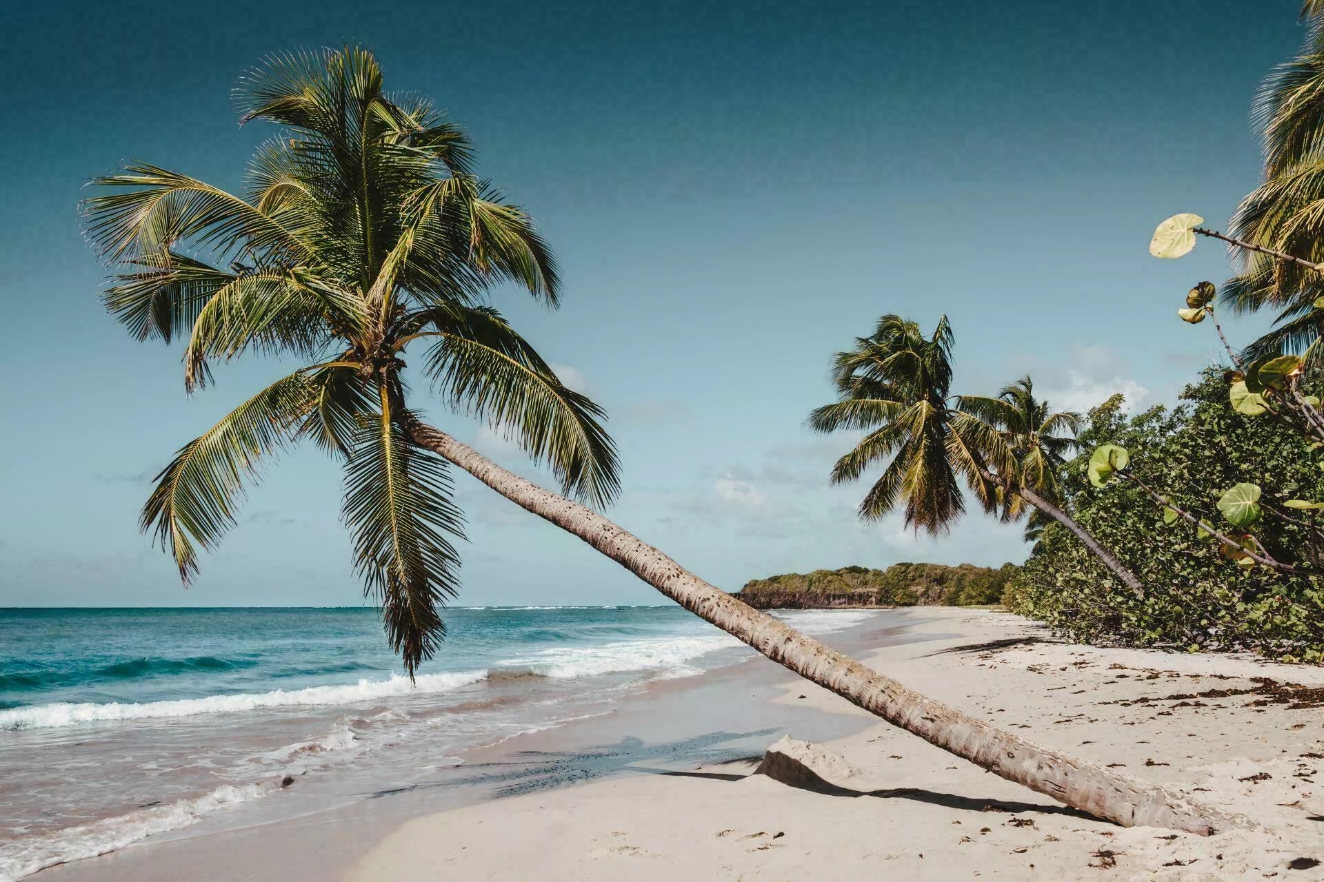Plage bordée de cocotiers en Martinique