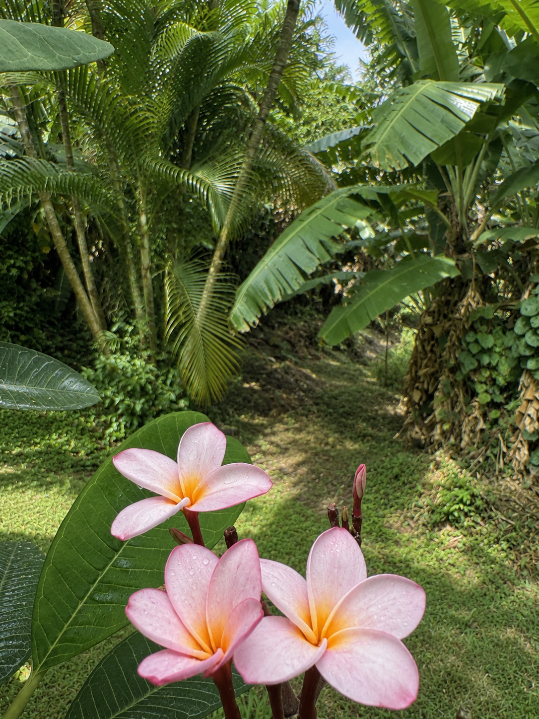 Frangipaniers roses en fleurs au bord du chemin du jardin