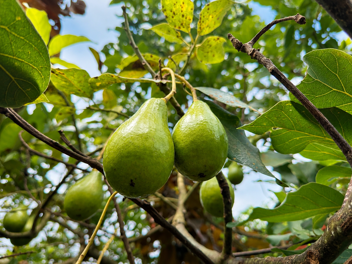 Avocats mûrissant sur l'avocatier du jardin