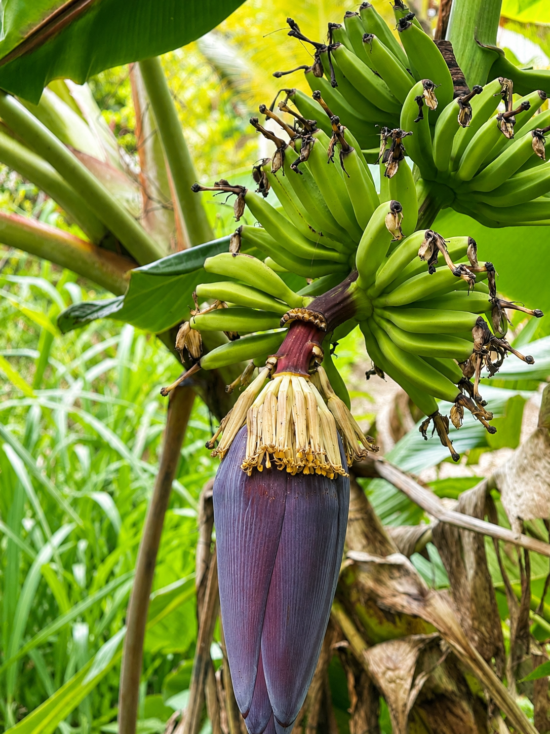 Régime de bananes et fleur de bananier dans le jardin